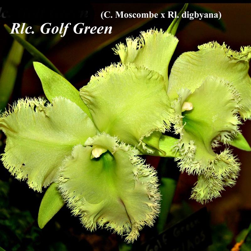 Rlc. Golf Green 4\" pot